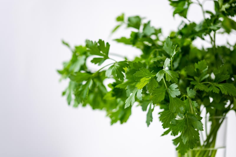 Herb garden kits